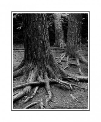 Murray Tree Roots